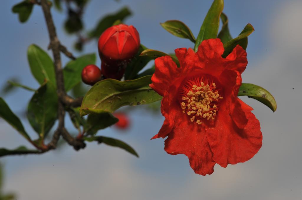 Grenadine Lodge Dalyan Zewnętrze zdjęcie